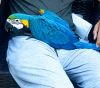 Blue & Gold Baby Macaw Female
