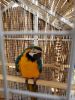 Macaw for sell