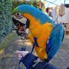 BLUE AND GOLD MACAW 