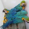 Beautiful Harlequin Macaw Baby Parrot
