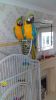 Pair Of Macaws Male And Female