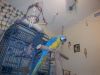 Â blue and gold macaw parrots for adoption