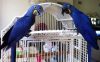 Registered Hyacinth Macaw Parrots
