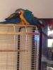 Blue And Gold Macaw with large cage