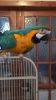 Tame Blue And Gold Macaw hand reared
