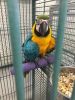 Blue and Yellow Macaw for sale