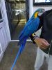 Jessey B&G Macaw parrot xxx*** xxx**xxx1