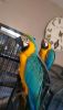Talking Blue and Gold Macaw Parrots looking for a good home