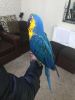 Talking Blue and Gold Macaws for Adoption
