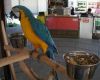 Blue $ Gold Macaw Parrots for a new home