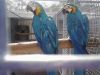 Blue and gold macaw for rehome today