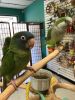 Baby Blue Crown Conure Super Sweet!
