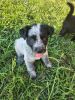 Blue Cadoodle Puppies /Farm dogs/ family dogs