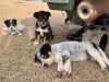 I have blue heeler/corgi mixed with love available now