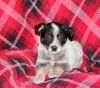 Pete - Blue Heeler Puppy For Sale