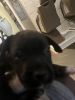 Beautiful blue pit bull puppies,very Energetic and kid friendly