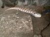 Adult Northern Blue Tongue Skink for sale (all necessities included)