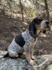 Coonhound pups for sale