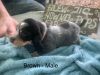 Bluetick coonhound puppy