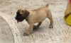 Awesome Boerboel Puppies available now