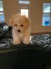 Bolognese Pure Bred Puppies for Sale $1500