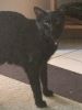 Re-home very affectionate Black , male 2tr old cat