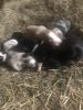 Border Collie Australian Shepherd Mix Puppies available in WI