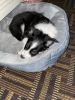 ABCA Registered Full Blooded Border Collie Puppies