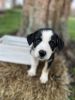 ABCA Registered Border Collie Pup