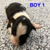 Border Collie Puppies For Sale