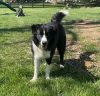 Male and female sibling border collies