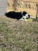 Seven month old border collie puppy for sale