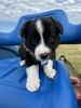 MEET RIP – AKC Border Collie male puppy for sale in Marlette, Mi