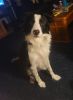 BORDER COLLIE FOR SALE