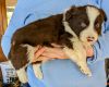 ABCA Border Collie puppies for sale in Indiana