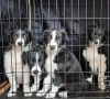 Border Collie puppies parents registered
