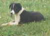 ABCA Border Collie puppies from working parents