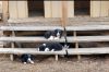 3 Border Collies puppies/1 Female/2 Males