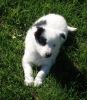 Cute Border Collie Puppies For Sale .