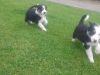 Beautiful Collie Pup For Sale - Ready Now