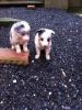 Blue Merl Border Collie Puppies