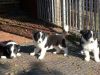 5 Lovely Border Collie Pups For Sale