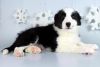 Border Collie puppies available for sale