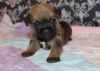 Border Terrier Puppies for Sale