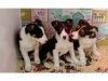 Akc Reg Border Collie Pups Ready For Rehome