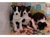 border collie puppies ready to go
