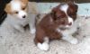 Border Collie Puppies For Adoption (xxx) xxx-xxx0