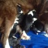 4 Collie Pups For Sale