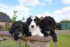 Scruffy F1 Colliedoodle Puppies