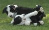 bearded collie Puppies for adoption